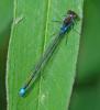 Erythromma viridulum